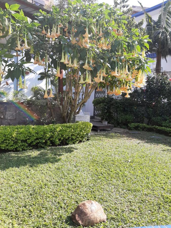 Figtree Guesthouse Μαπούτο Εξωτερικό φωτογραφία